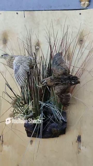 Композиция перепела