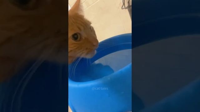 Жажда и коты))
