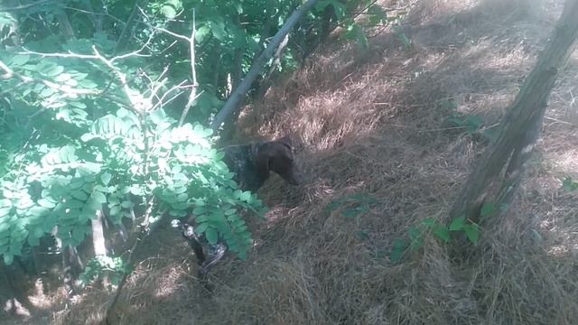 VID_20250619_150206.mp4