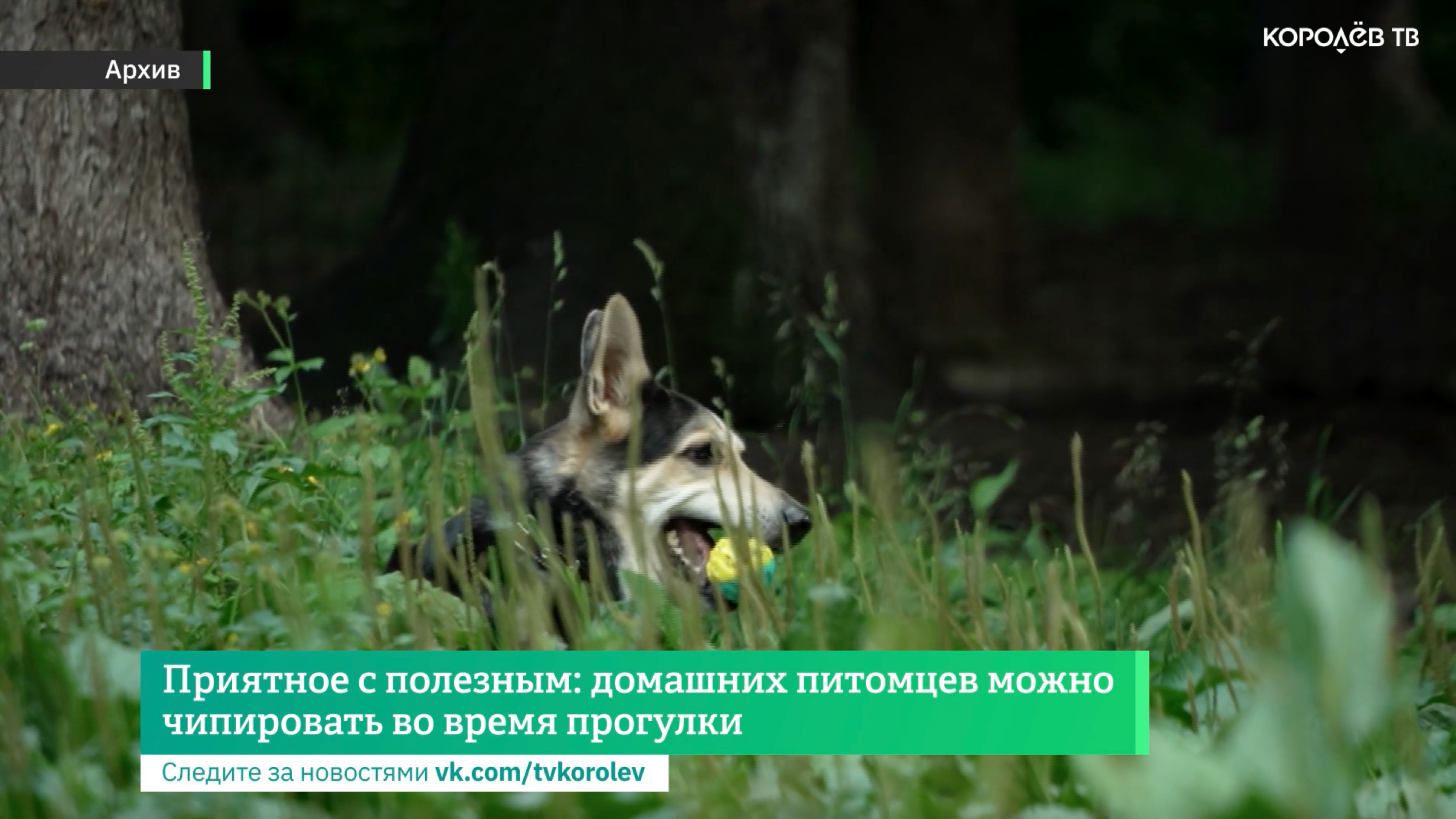 Приятное с полезным: домашних питомцев можно чипировать во время прогулки