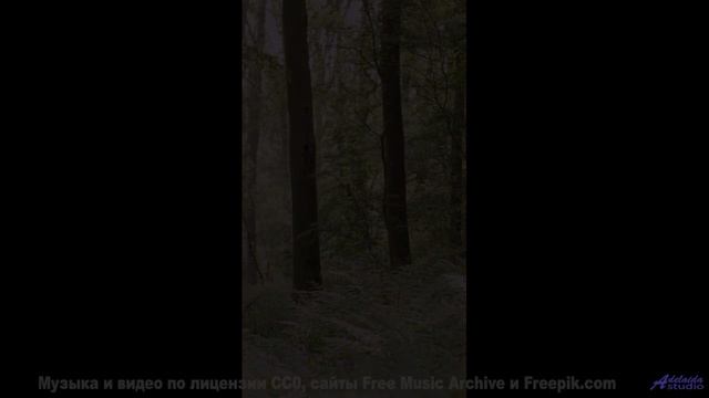 Деревья, которые ШЕПЧУТ твоё имя. - Nocturne No. 1 -- AKMV-18 -- AKMV-18 7.62x39mm EP-I