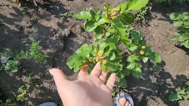 ТЕПЕРЬ мне НЕ СТЫДНО их показать👍