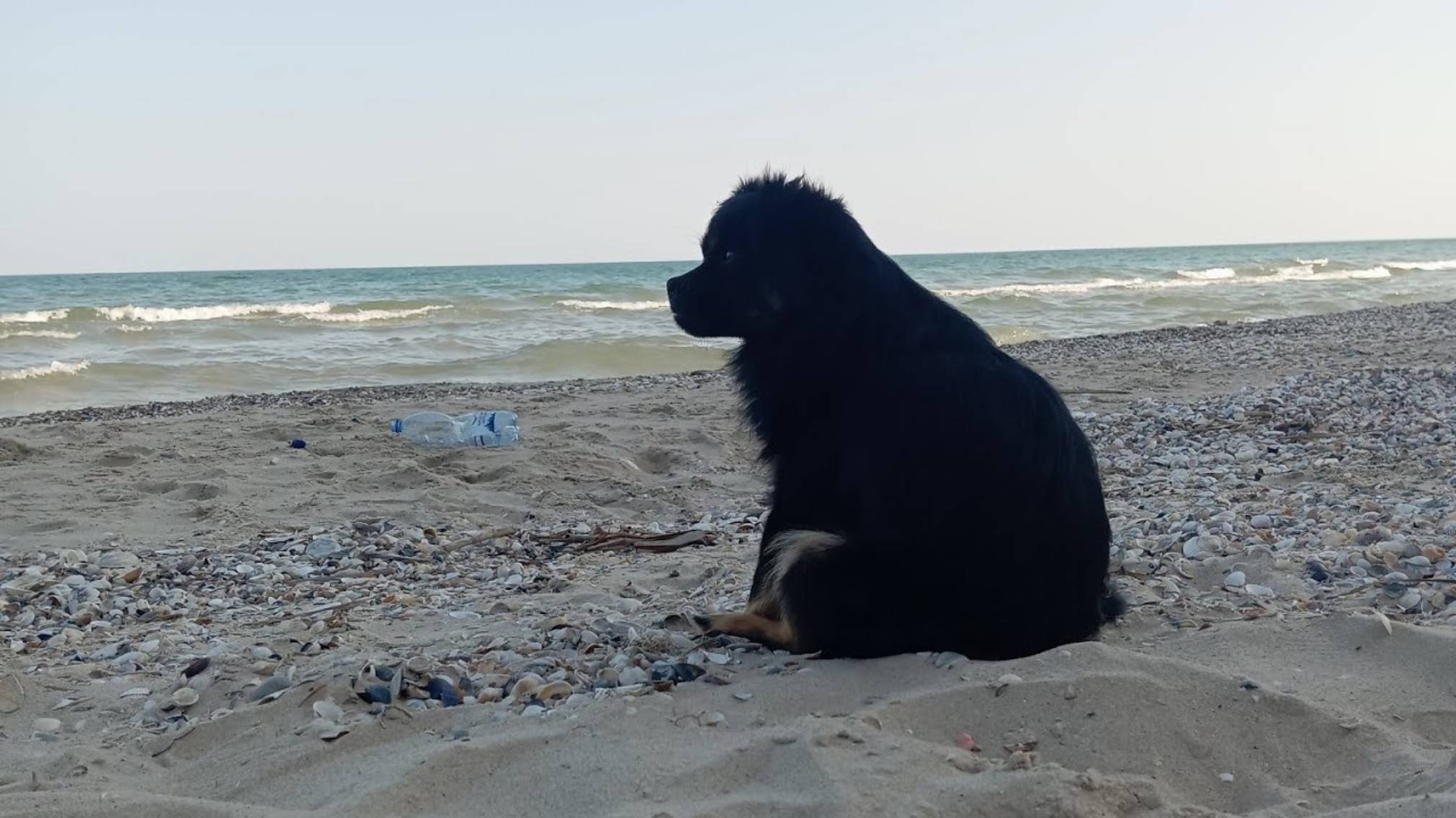 Наталья Губарева. КОГО МЫ УВИДЕЛИ НА ПЛЯЖЕ..