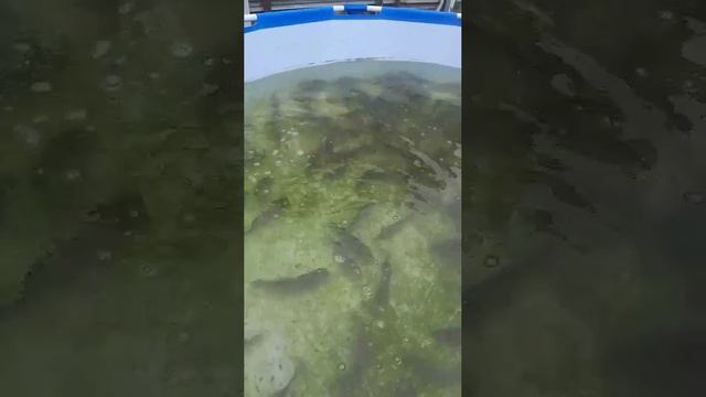 Правильная рыбалка