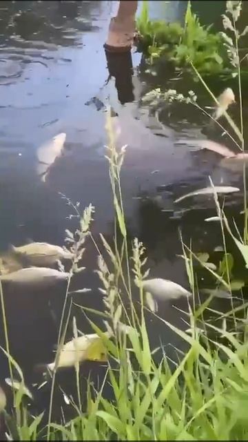 🐟Огромное количество мертвой рыбы обнаружили жители Щелково в реке Клязьме🐟