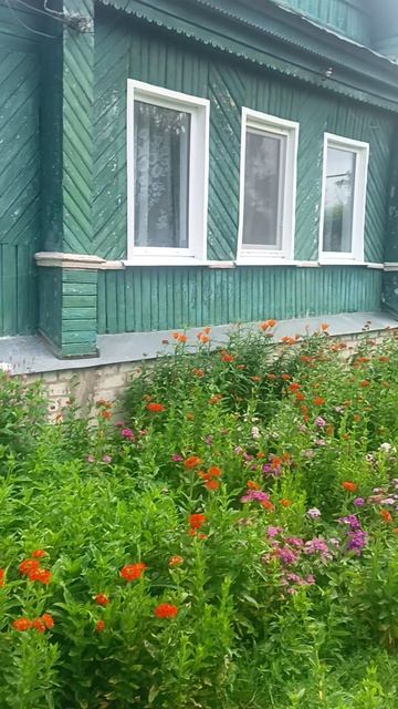 Сасетка натворила это красоту