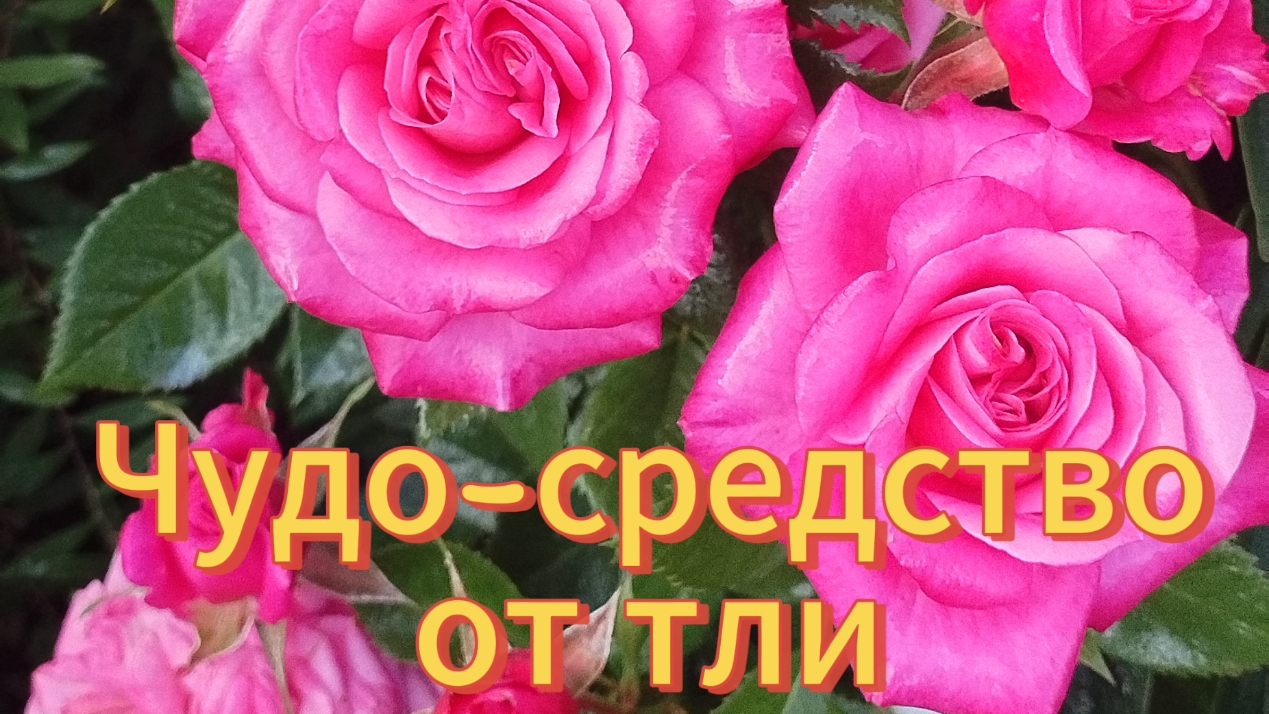 ЧУДО средство от тли на розах.РЕАЛЬНО 🔥 работает