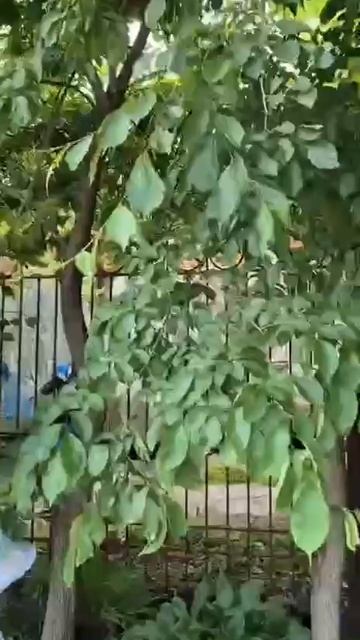 Во Владивостоке воспитательница детского сада огрела граблями наркомана !!!