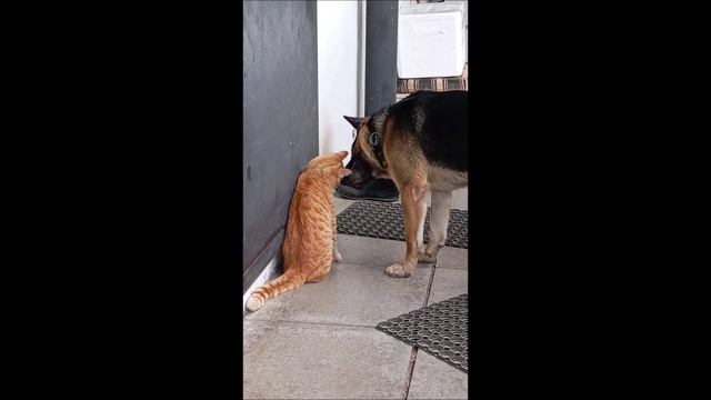 Собака. Кот. Том и Фокс