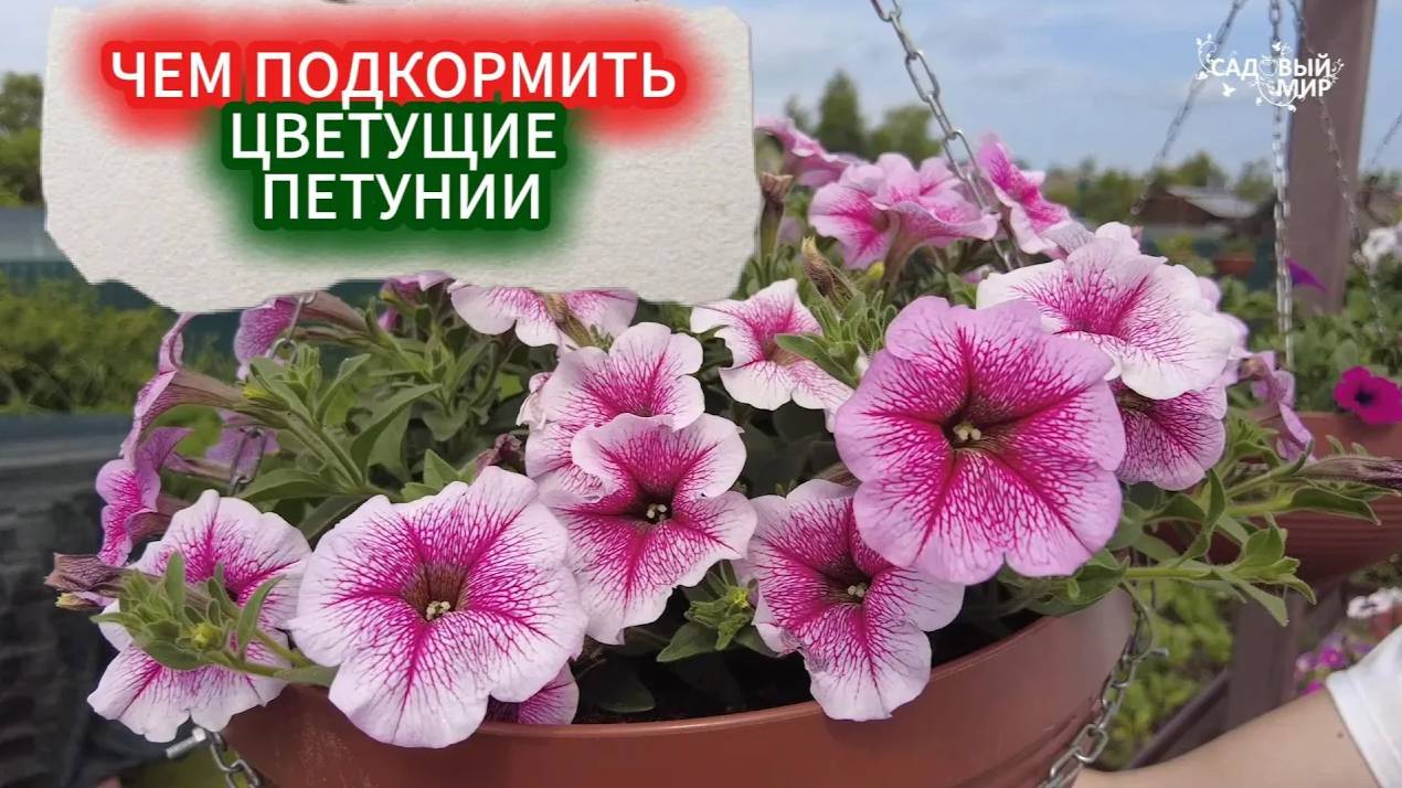 СЫТНАЯ ПОДКОРМКА ЦВЕТУЩИХ ПЕТУНИЙ  - ПРЕВРАЩАЕМ СКРОМНЫЙ КУСТ В ПЫШНЫЙ  ЦВЕТОЧНЫЙ ШАР
