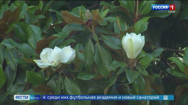 В Сочи зацвели первые летние магнолии