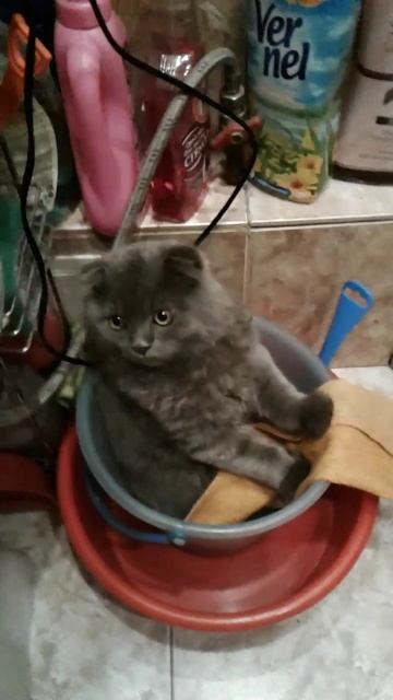 Любопытство котиков не знает границ! Кто сказал, что вёдра - только для воды?
Забавные моменты)))