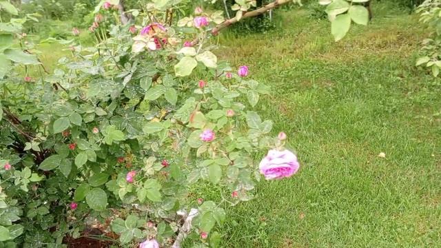 Обзор участка. Что сделали за выходные