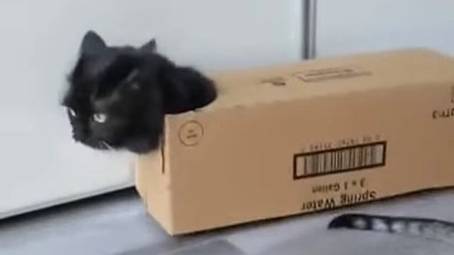 коробка кот😂