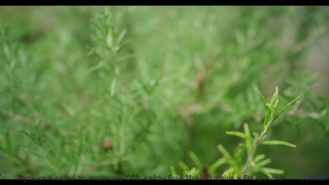 Сердце рвётся наружу, когда ритм совпадает с кадрами - Вегбургер -- POVALISHIN DIVISION -- Запрещать