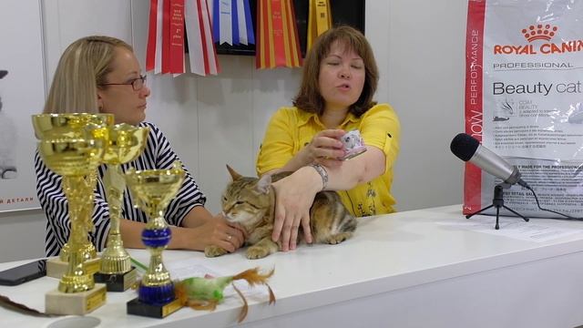 РОСКОШНЫЕ КОШКИ: ПРЕЗЕНТАЦИЯ ПОРОДЫ. КОРОТКОШЕРСТНЫЙ КУРИЛЬСКИЙ БОБТЕЙЛ