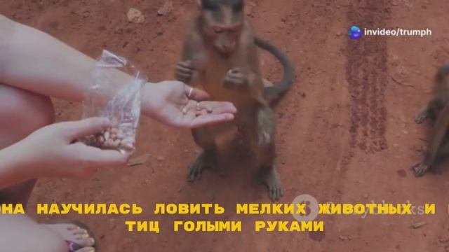Маугли в реальной жизни:  когда детей воспитывали животные