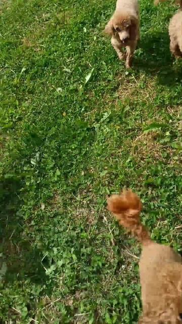 Дизель 🥎 Бейби 🌱 Агата 🌞 Клеопатра