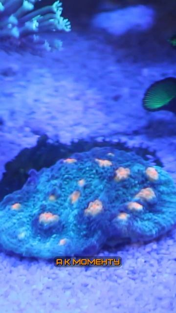 Соотношение нитрата и фосфата #морскойаквариум #reeftank