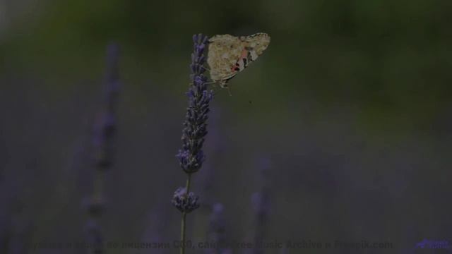 Вы не поверите, что это реальность - пока не услышите! - Reach for Success -- Scott Holmes Music --