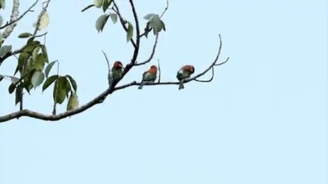 Звуки природы для отдыха и концентрации Часть 19