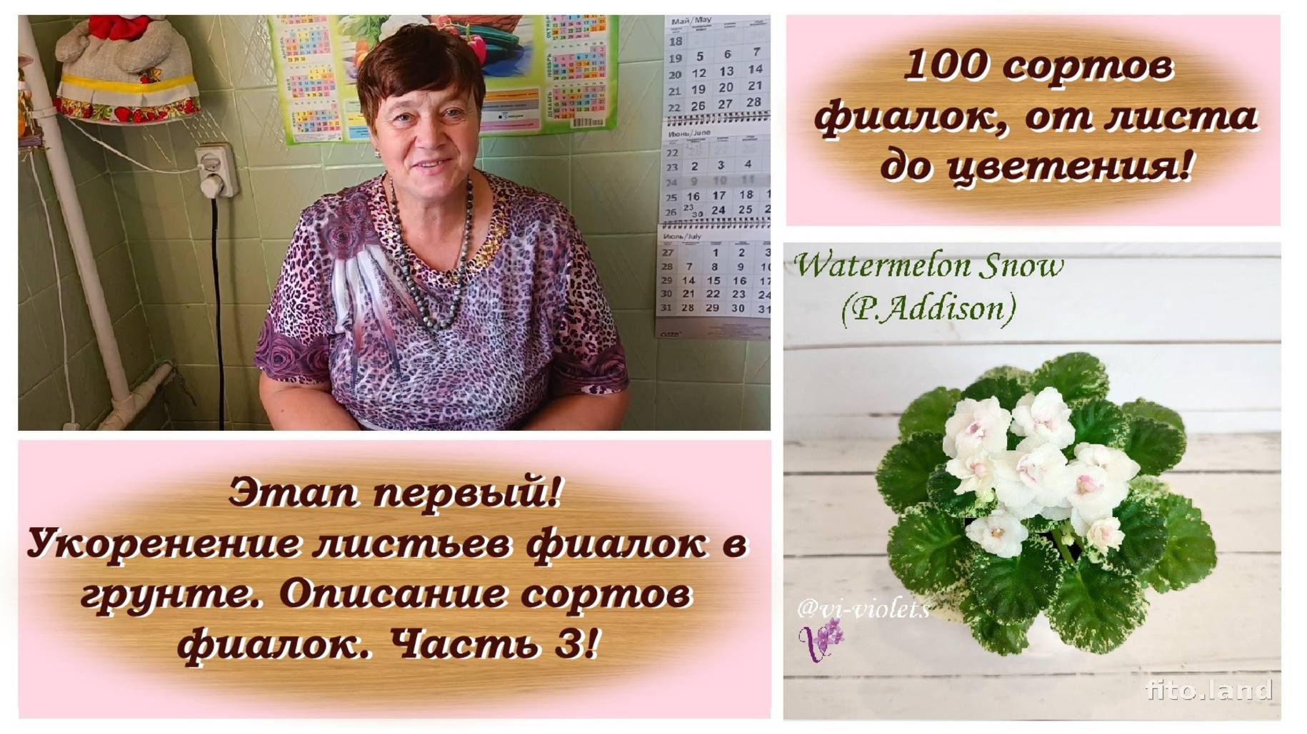 100 сортов фиалок, от листа до цветения! Этап первый! Укоренение листьев фиалок в грунте.