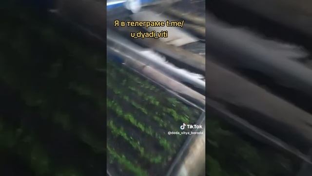 Избил грушу и она начала плодоносить. #груша #сад #огород #дача