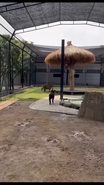 Наш TG https://t.me/liveofcats