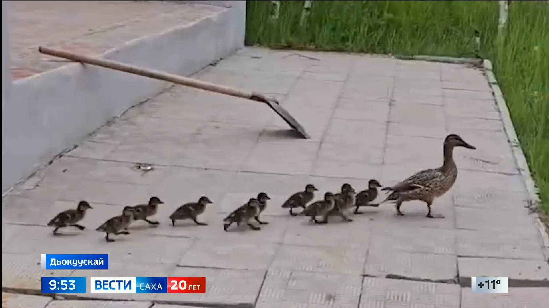 09:30 ВЕСТИ САХА 19/06/25 НА ЯКУТСКОМ ЯЗЫКЕ