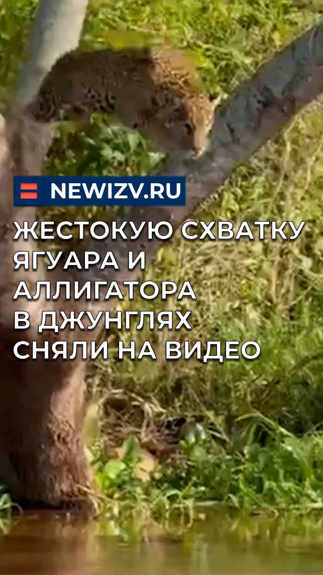 Жестокую схватку ягуара и аллигатора в джунглях сняли на видео
