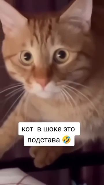 Кот в шоке от подставы