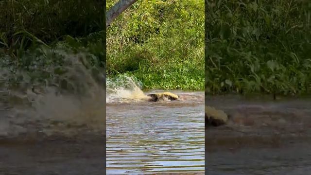Эпичную схватку ягуара и аллигатора сняли на видео в бразильских джунглях.