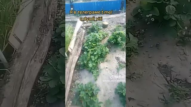 Делаю высокие грядки. Отсекаю землю от бревен пенопластом часть 7 #высокиегрядки #дача #огород #дача