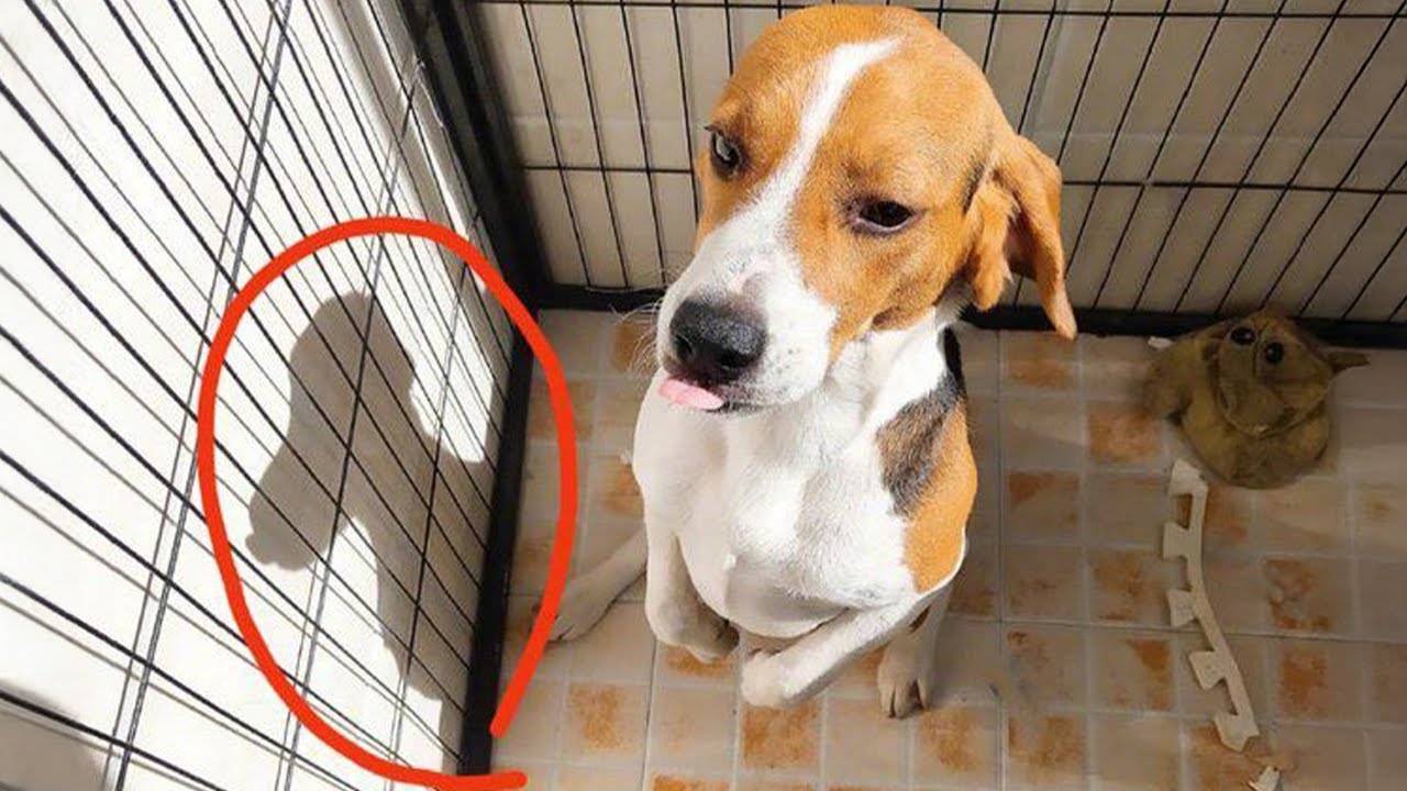 Эти собаки могли бы стать звездами комедийного шоу 🤣🐶 НОВЫЕ смешные видео с собаками