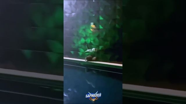 Котики и вода