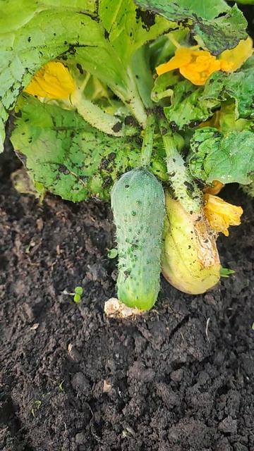 Первый огурец молодец в Сибири❤🥒🥒🥒