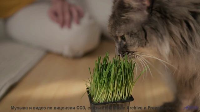 Он идеален, как первый поцелуй под дождем... - Every silver car -- Expendable Friend -- The Tidy Shi