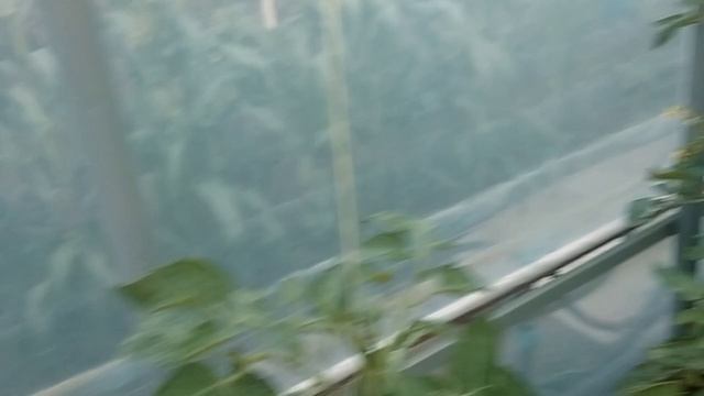 Начал делать печь в баню. Что растёт в теплице?
