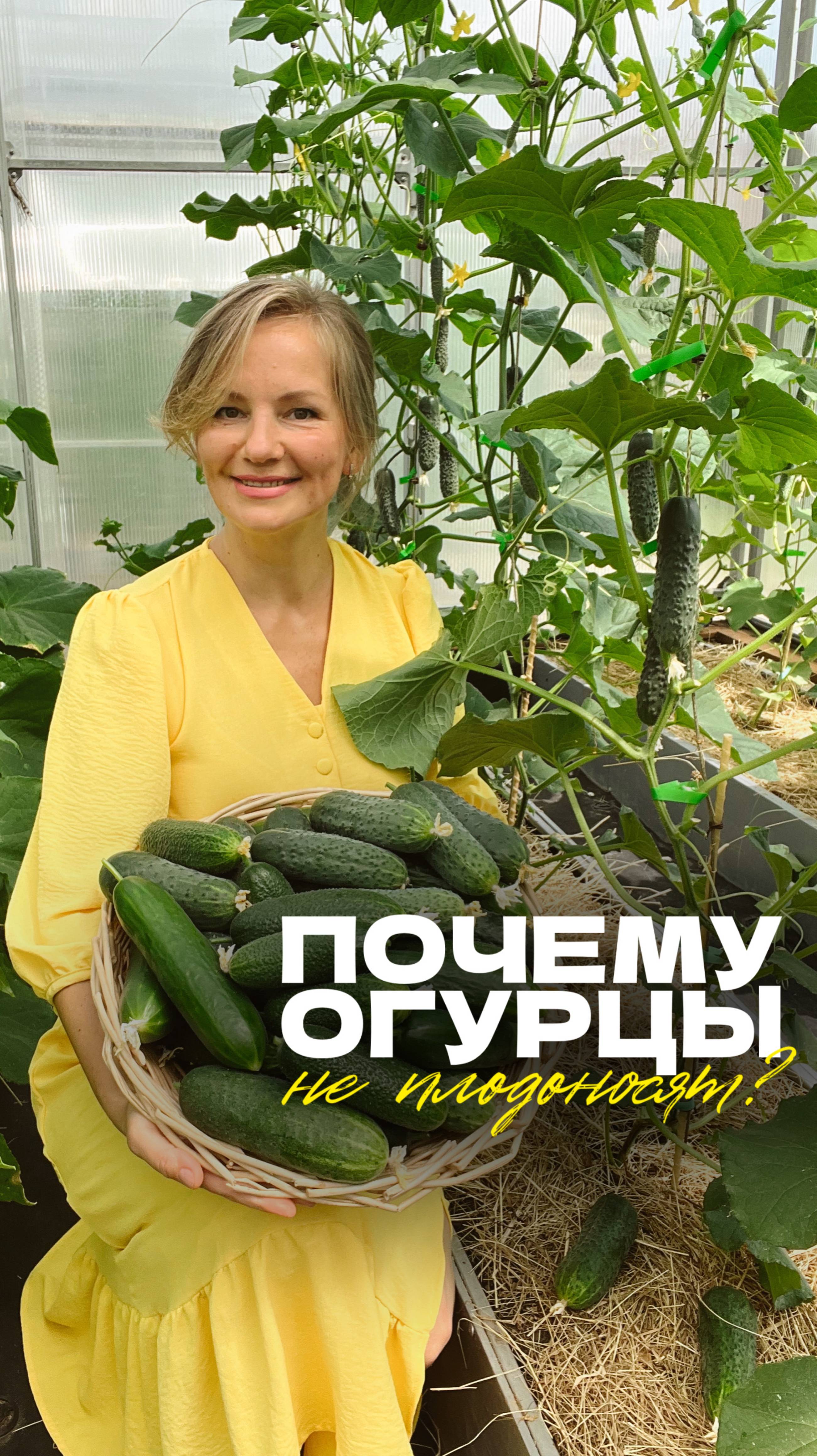 🥒 Как правильно формировать огурцы в июне?