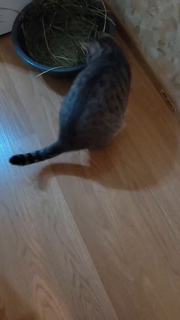 Барсин фитобар. Здесь она принимает витамины, жует пырей и играет с травинками