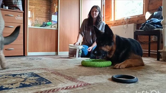 Нира. щенок немецкой овчарки 4,5 месяца.