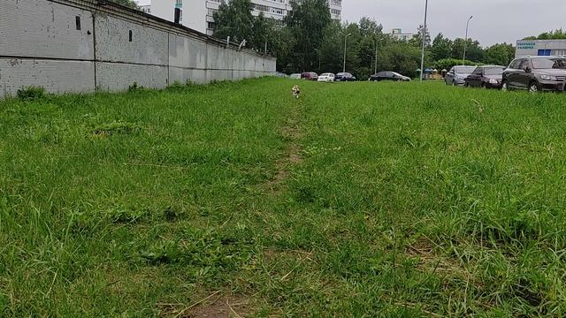 Беги сама, чет я устал, прилягу на травку полежу гав