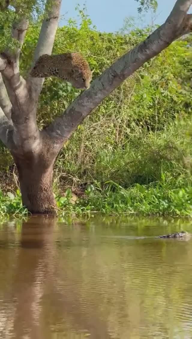 Схватка
