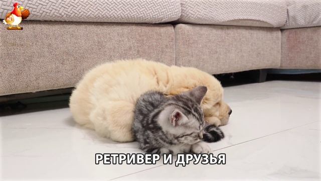 Золотистый ретривер и его друзья милые питомцы 🐕 выпуск (109)