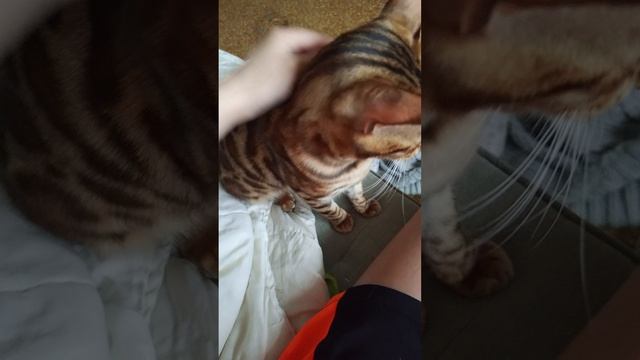 Мой бенгал❤️❤️❤️❤️
