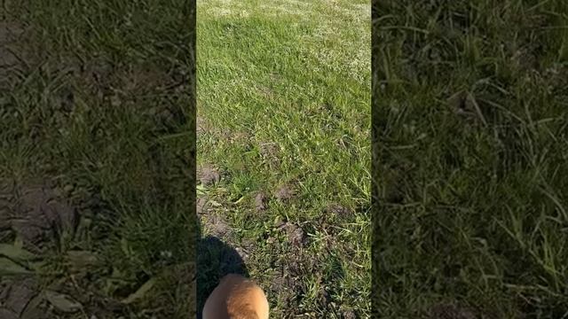 любимый пЭс
