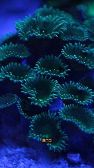 Про углерод и фосфат #морскойаквариум #reeftank