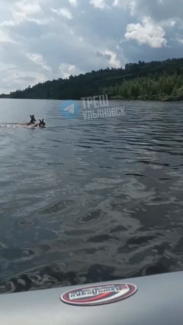 😳 Две косули решили переплыть Волгу в районе села Криуши