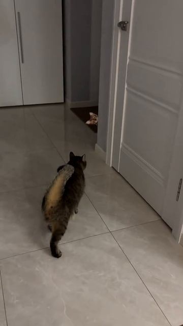 пранк над котом