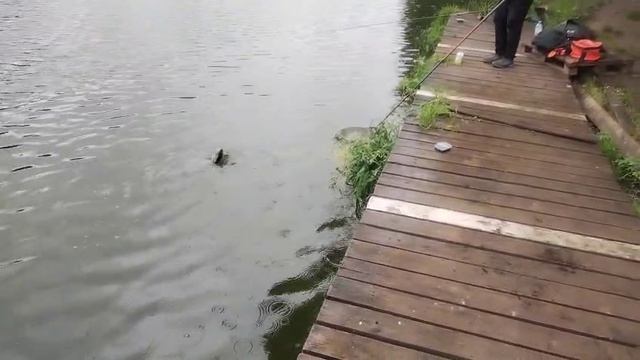 На кукурузу